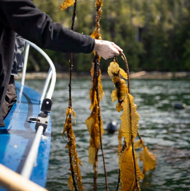 Protecting Our Oceans, One Purchase at a Time: Healthtree’s Kelp Seaforestation Impact Report