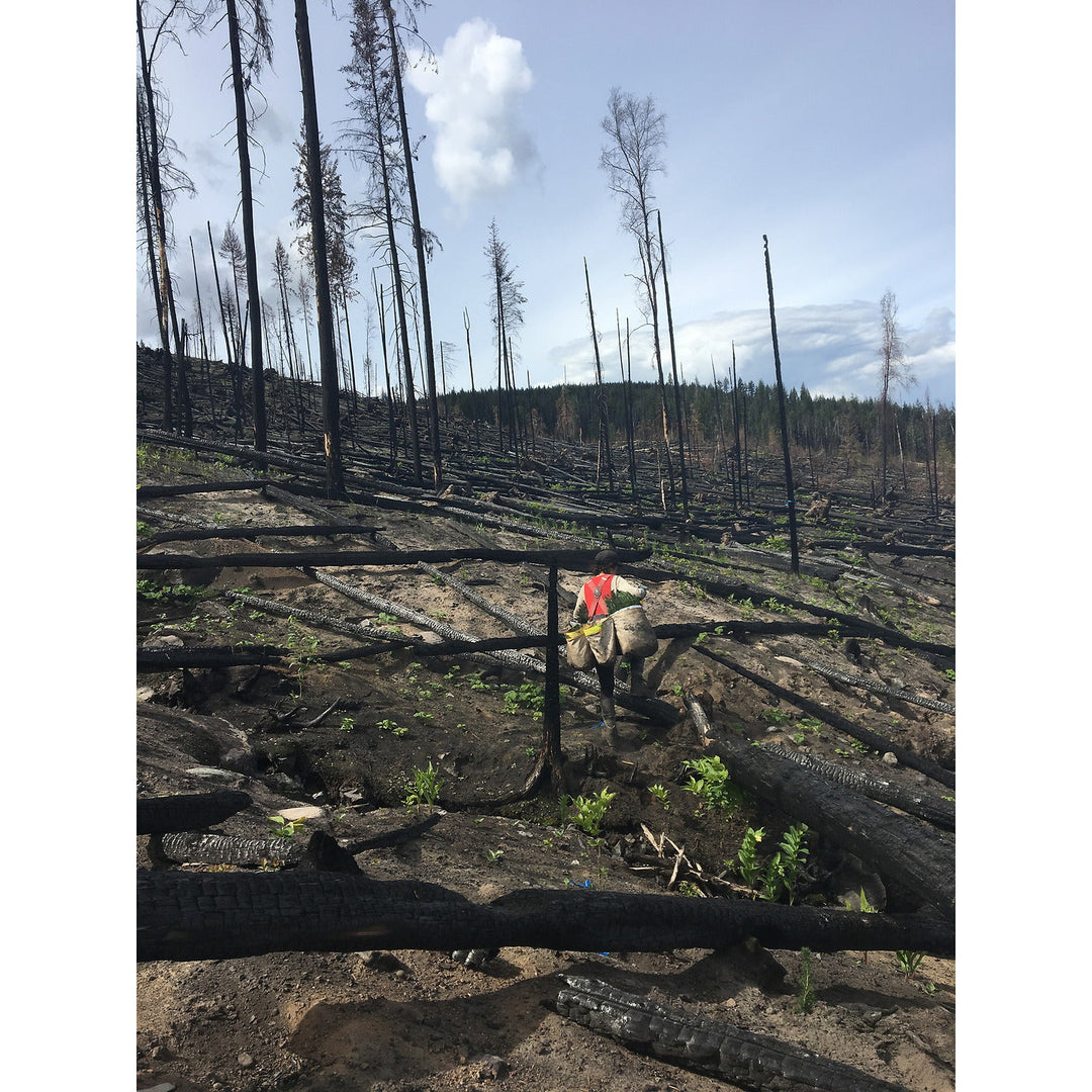 Plant 1 Canadian Tree - Verified by Veritree