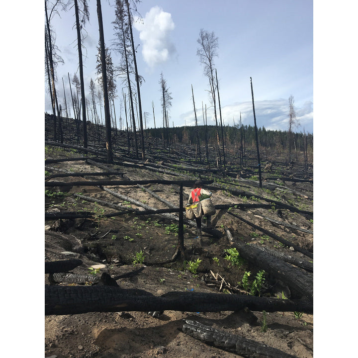 Plant 1 Canadian Tree - Verified by Veritree