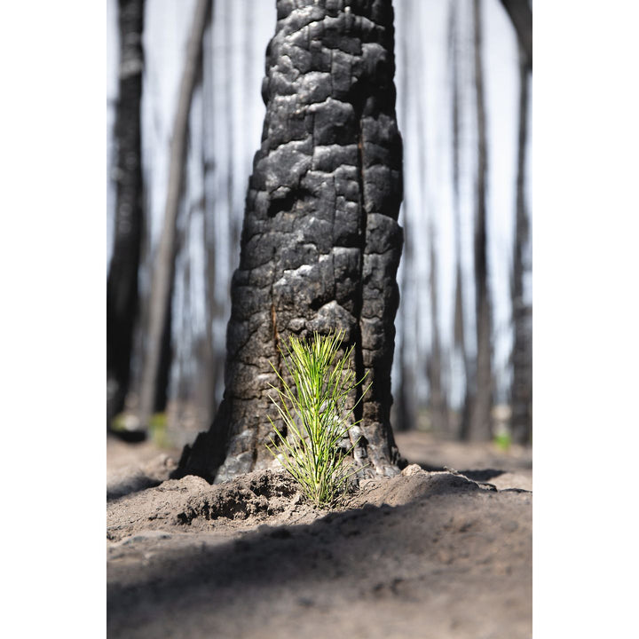 Plant 1 Canadian Tree - Verified by Veritree