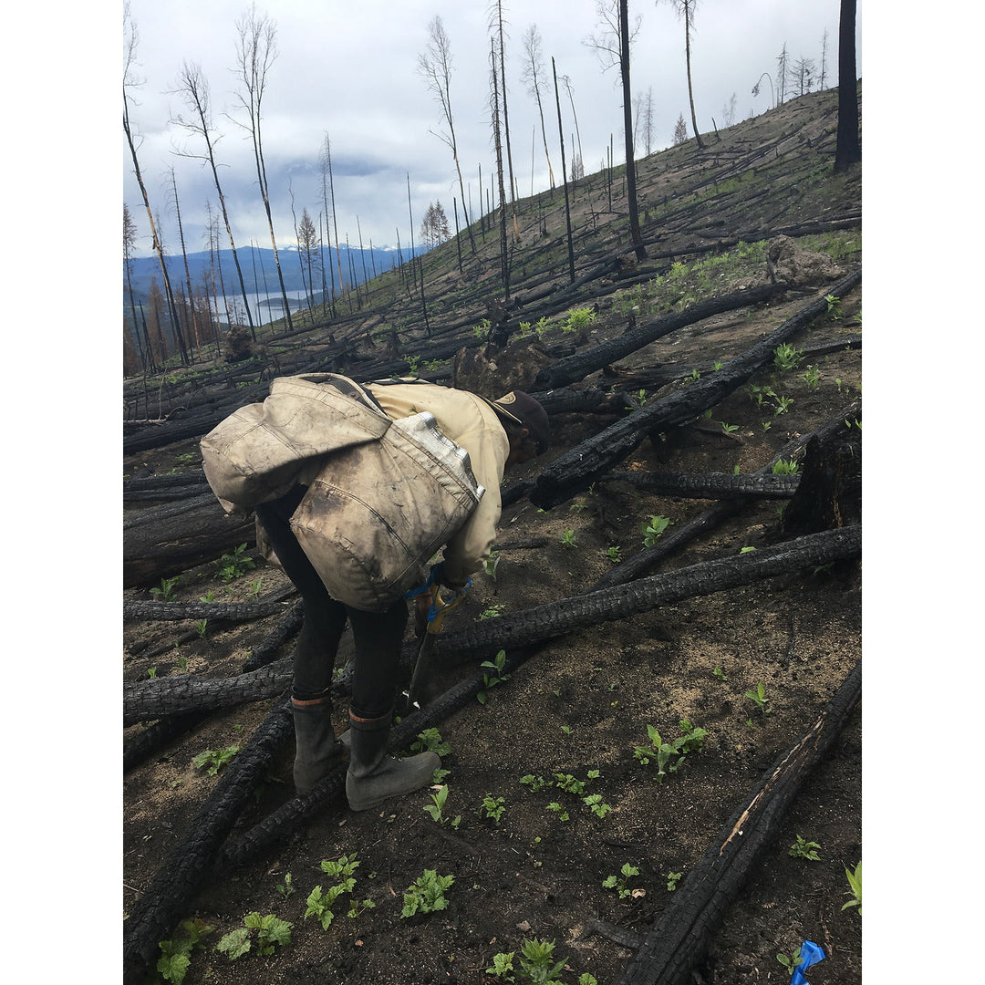 Plant 1 Canadian Tree - Verified by Veritree