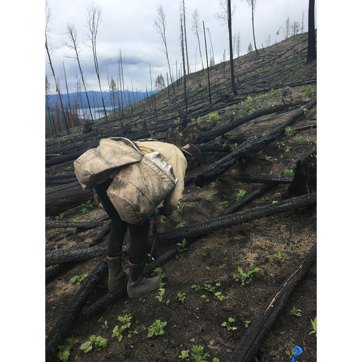 Plant 1 Canadian Tree - Verified by Veritree