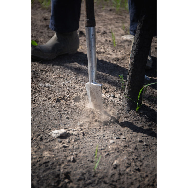 Plant 1 Canadian Tree - Verified by Veritree